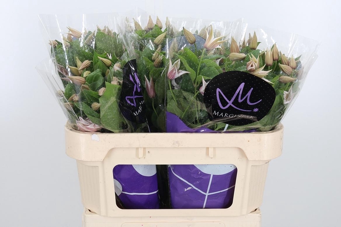 <h4>Clem Amazing Kansas</h4>