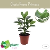 Clusia rosea 'Princess'