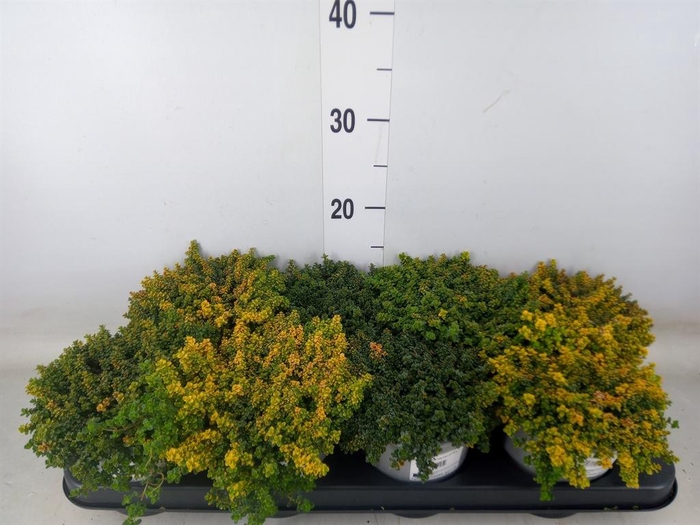 <h4>Thymus citriodorus</h4>