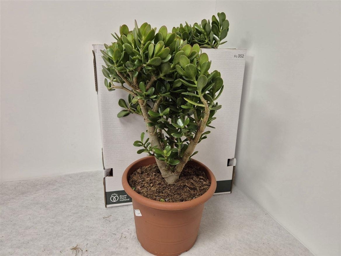 <h4>Crassula ovata </h4>