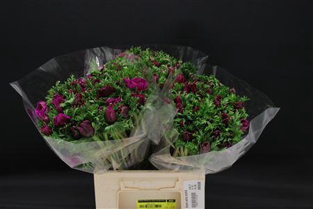 <h4>Anem Extra Orchid</h4>