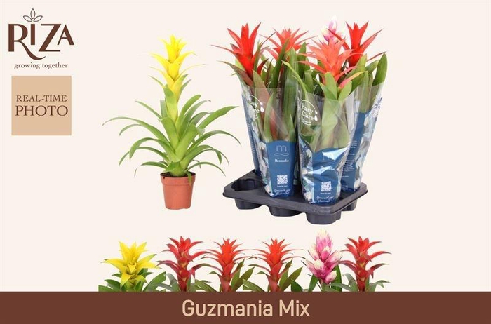 <h4>GUZM GEM 3 SRT</h4>