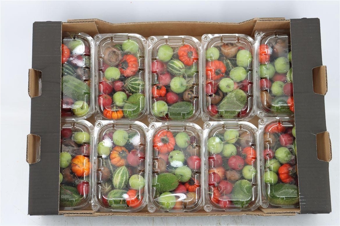 <h4>Sier Cucumis Mix X10</h4>