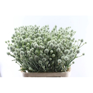 Eryngium Yu Mag Si Globe