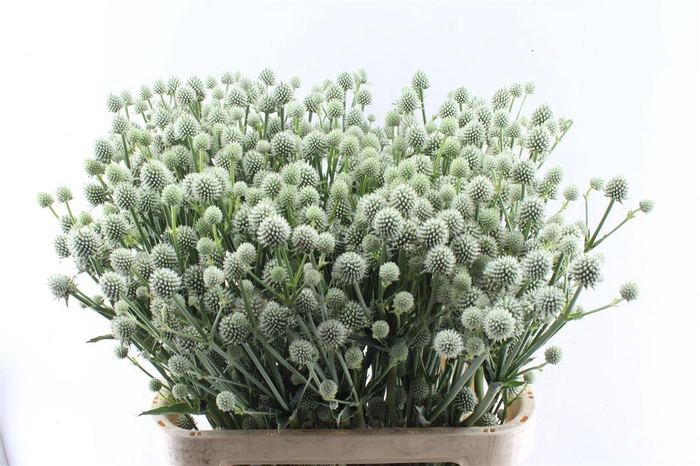 <h4>Eryngium Yu Mag Si Globe</h4>