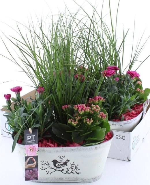 <h4>ARR TUINPLANTEN</h4>