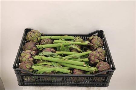 <h4>Cynara Sc Salambo</h4>