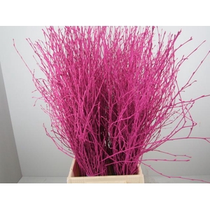 Berk Cerise L60