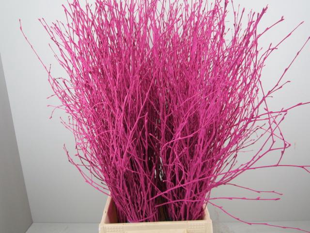 <h4>Berk Cerise L60</h4>