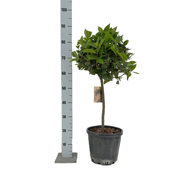 <h4>LAU NOBILIS</h4>