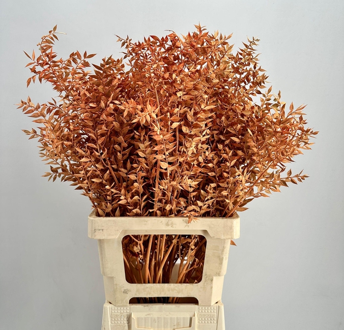 <h4>Dried Ruscus Aculeatus Autumn Orange</h4>