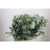 Euca Cinerea 300gr P Bunch S A