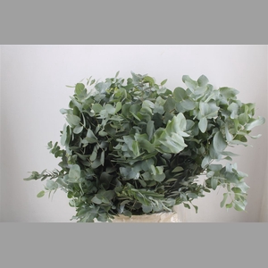 Euca Cinerea 300gr P Bunch