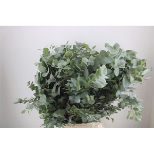 Euca Cinerea 300gr P Bunch