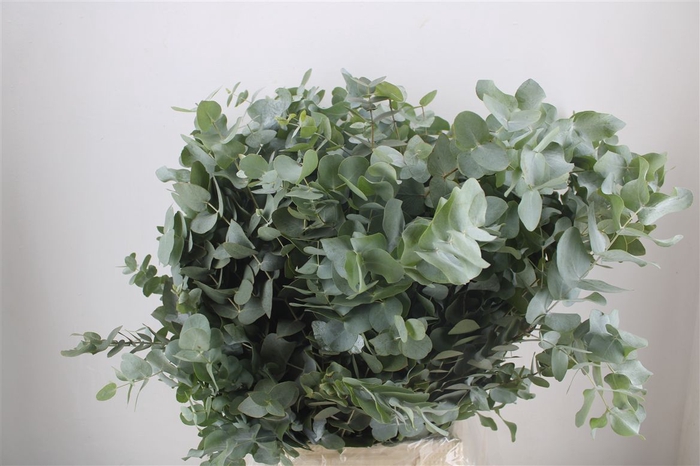 Euca Cinerea 300gr P Bunch S A