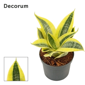Sansevieria Hahnii 9 cm Sun (Decorum)