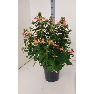 FUCHSIA W JUBELTEEN