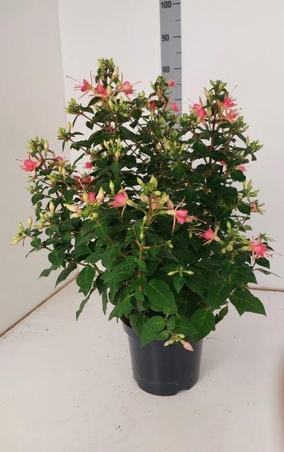<h4>FUCHSIA W JUBELTEEN</h4>