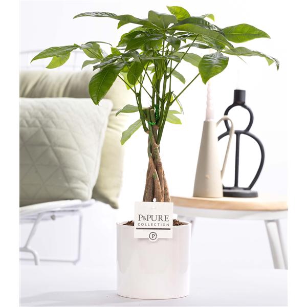 <h4>Pachira Aquatica in P&PURE Essential ceramics white</h4>