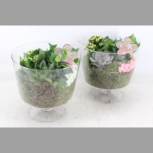 arr2 MB - Glas breed op voet - roze/wit