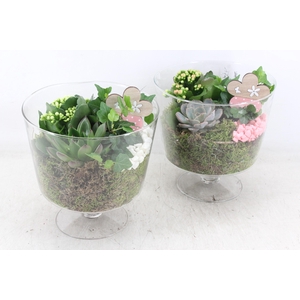 arr2 MB - Glas breed op voet - roze/wit