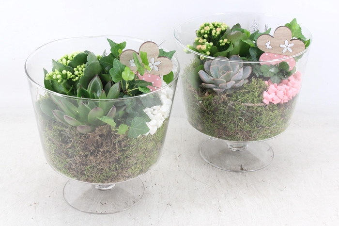 Arr2 Mb - Glas Breed Op Voet - Roze/wit