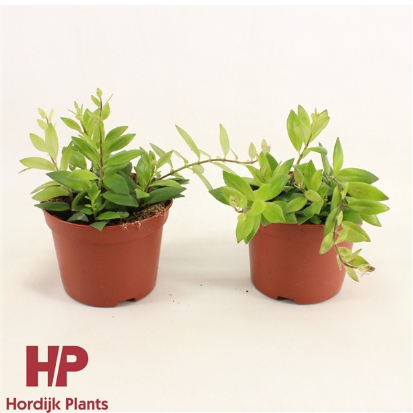 <h4>P12 cm - Aeschynanthus Caro Imp</h4>