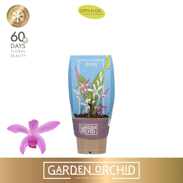 <h4>Bletilla overig</h4>