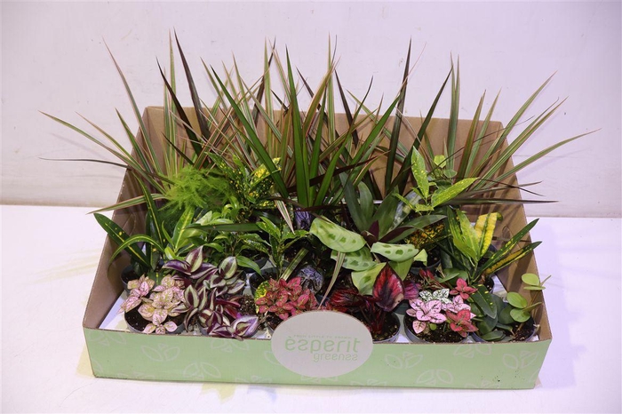 <h4>Kamerpl Gem Ov</h4>