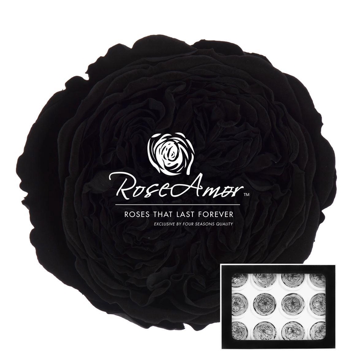 <h4>Amelia Bla01</h4>