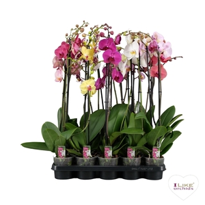 Phalaenopsis mix - 2 tak 80cm basic