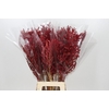 Bromelia Red Paloma