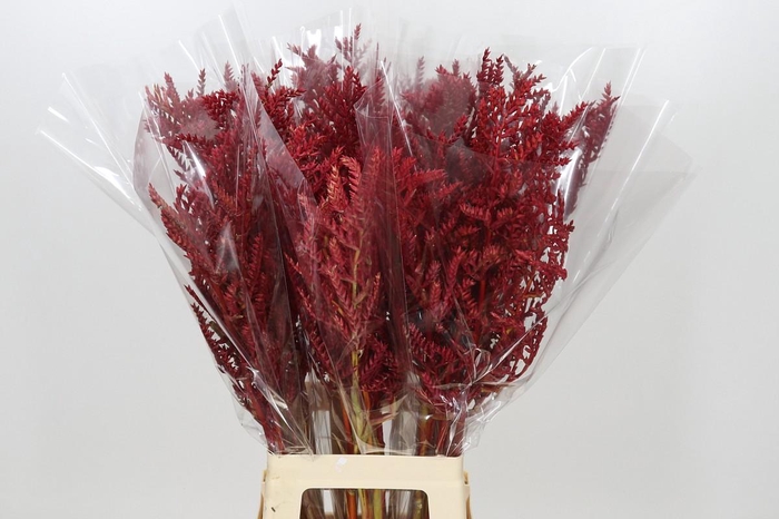 <h4>Bromelia Red Paloma</h4>