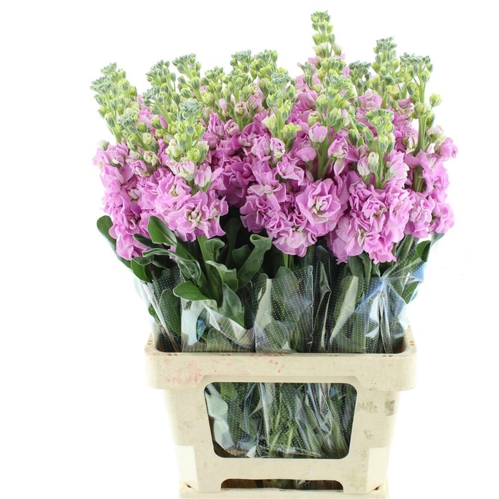 <h4>MATTH IRON PINK</h4>