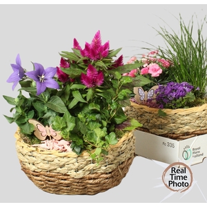 ARR TUINPLANTEN