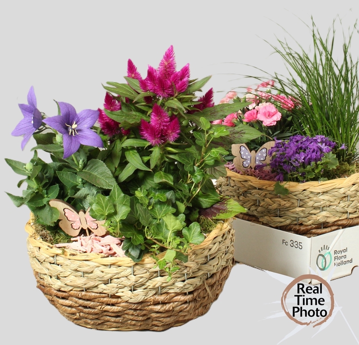 <h4>ARR TUINPLANTEN</h4>