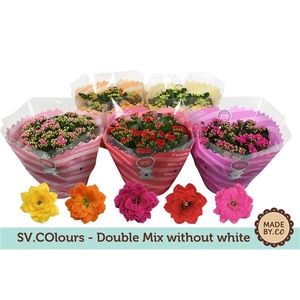 Kalanchoë Double Mix in SV.COloursleeve - without white