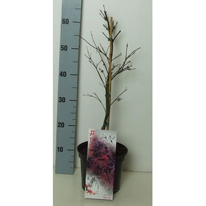 Acer palmatum 'Garnet' P19 Full CC