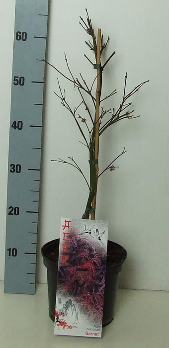 <h4>Acer palmatum 'Garnet' P19 Full CC</h4>