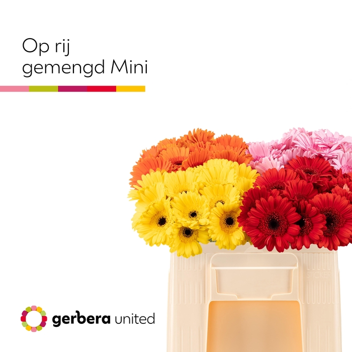 <h4>Germini Mix op Rij Water</h4>
