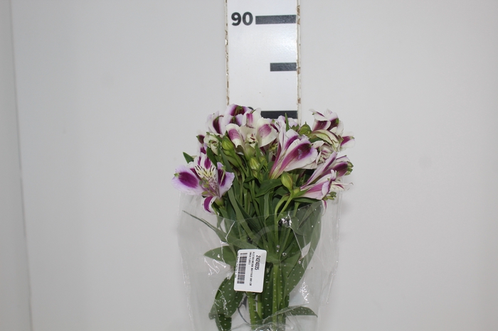 <h4>ALSTROEMERIA MAYFAIR 080 CM</h4>