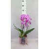 Arr.    Planten  H%