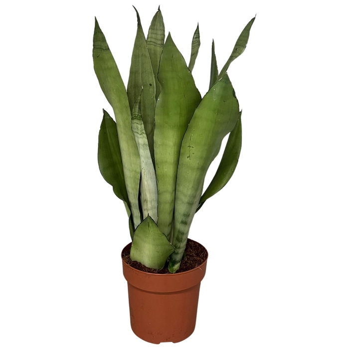 <h4>Sansevieria Moonshine</h4>