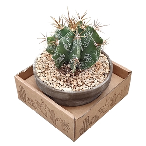 ASTROPHYTUM ORNATUM - TERRACOTTA BOWL Ø 15 - IN CARDBOARD BOX (CACTUS)