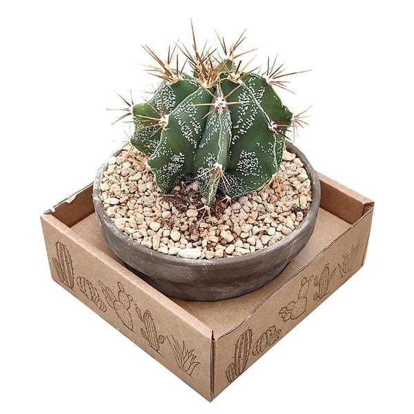 <h4>ASTROPHYTUM ORNATUM - TERRACOTTA BOWL Ø 15 - IN CARDBOARD BOX (CACTUS)</h4>