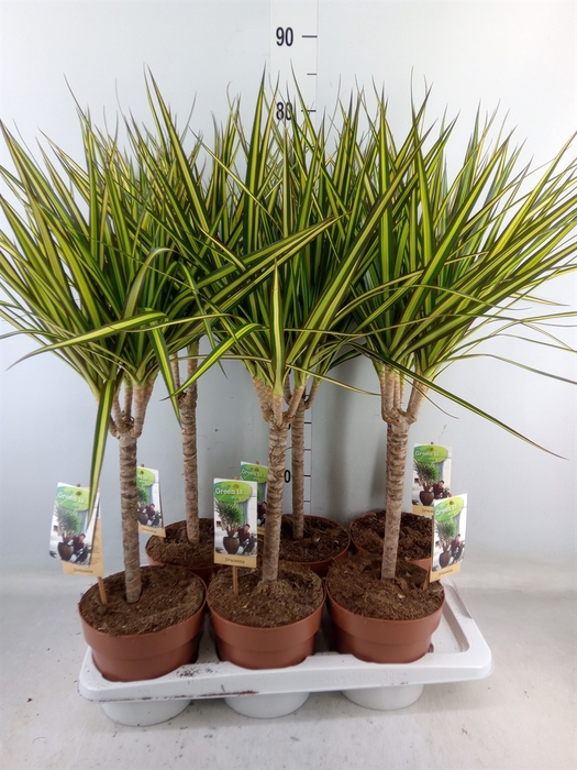 <h4>Dracaena marg. 'Sunray'</h4>