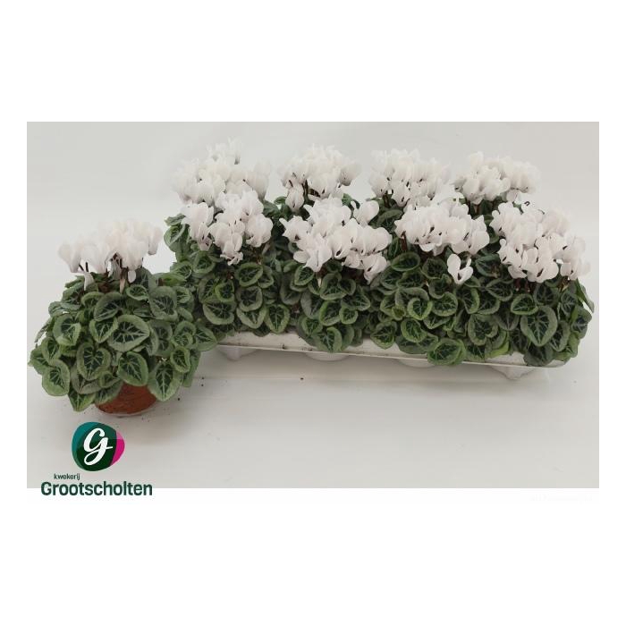 <h4>CYCL KL SUP PICASSO</h4>