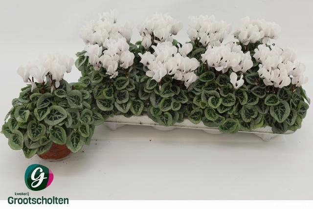 <h4>CYCL KL SUP PICASSO</h4>