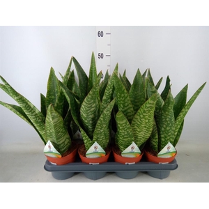 Sansevieria trifa.   ...
