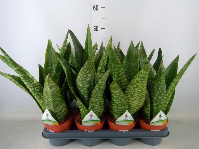 <h4>Sansevieria trifa. ...</h4>